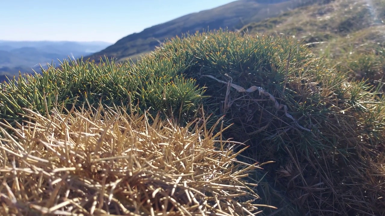 西班牙Ordesa y Monte Perdido国家公园里的一株长着刺的植物。视频素材