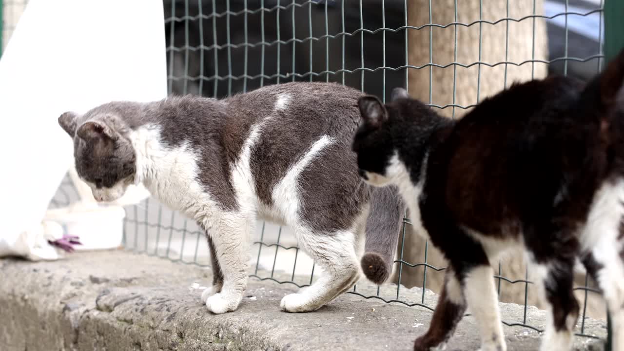 灰毛猫试图从水泥边界附近的网跳视频素材