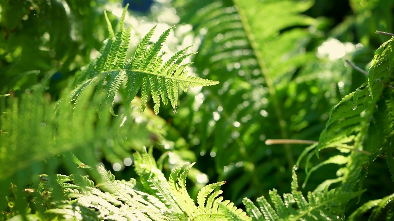 雨滴从蕨类植物上落下视频素材