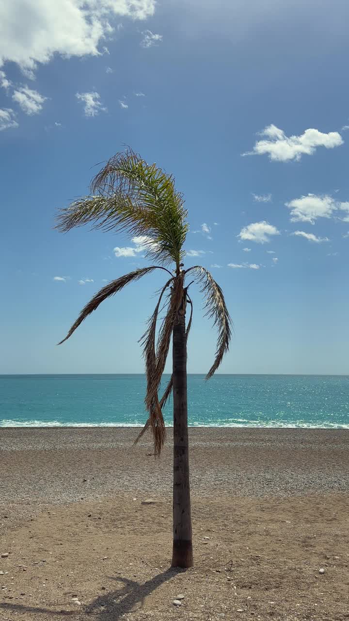 海滩上的棕榈树视频素材