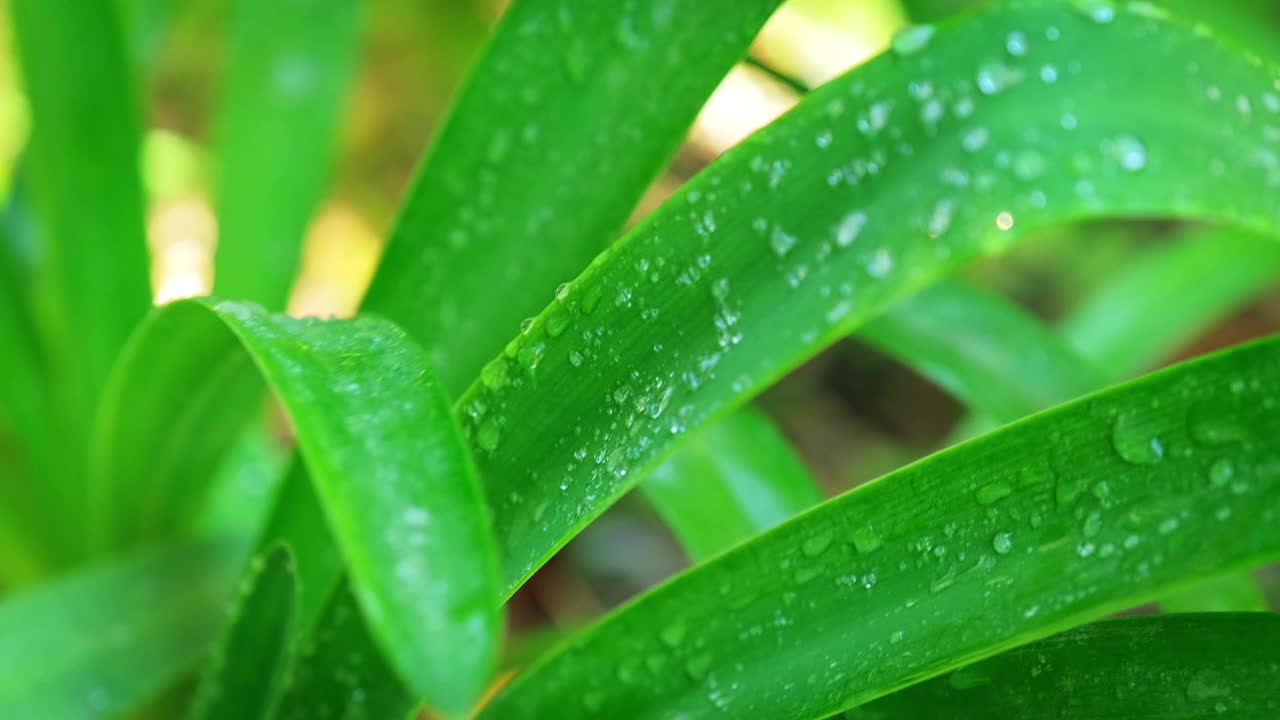 郁郁葱葱的绿草叶上挂着一滴滴水珠，在清晨的风里视频素材