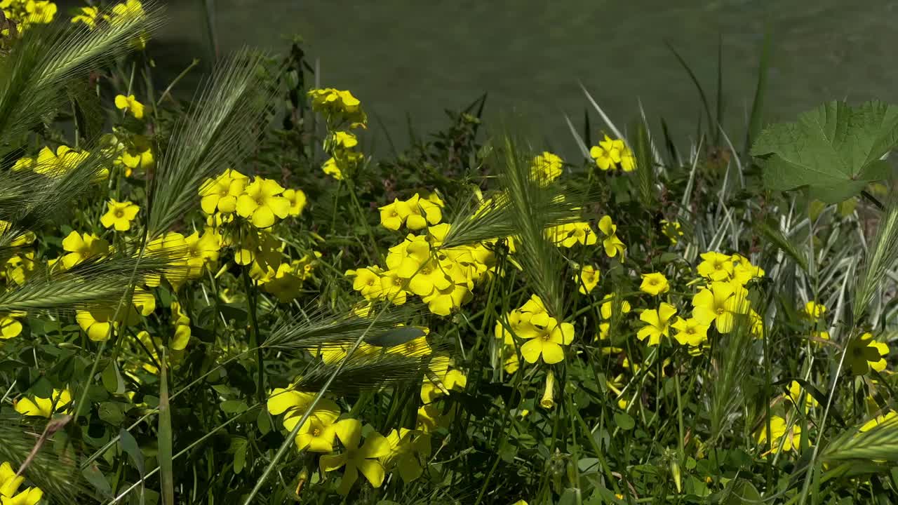 阳光明媚的日子里的花朵视频素材