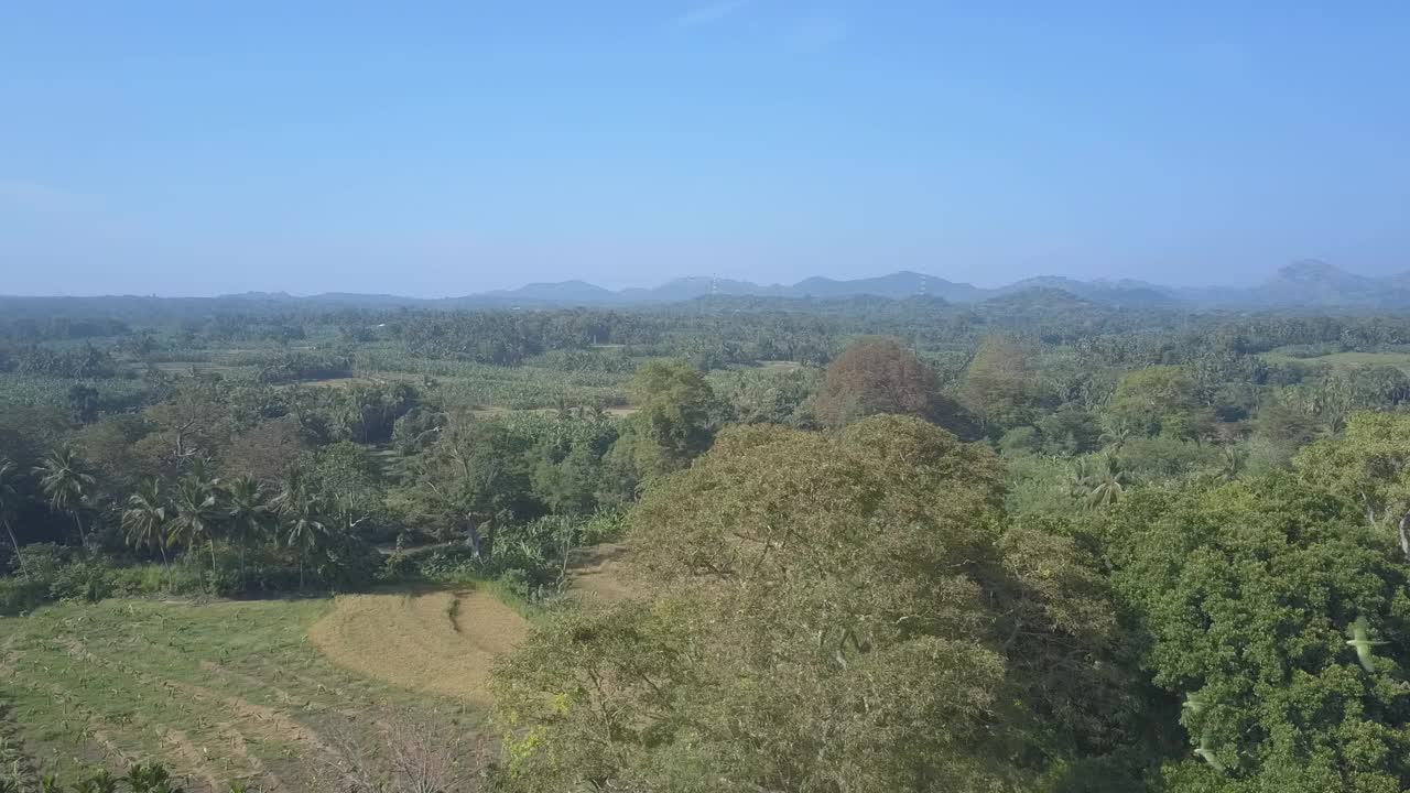 野鸟在山边丛林的树梢上飞翔视频素材