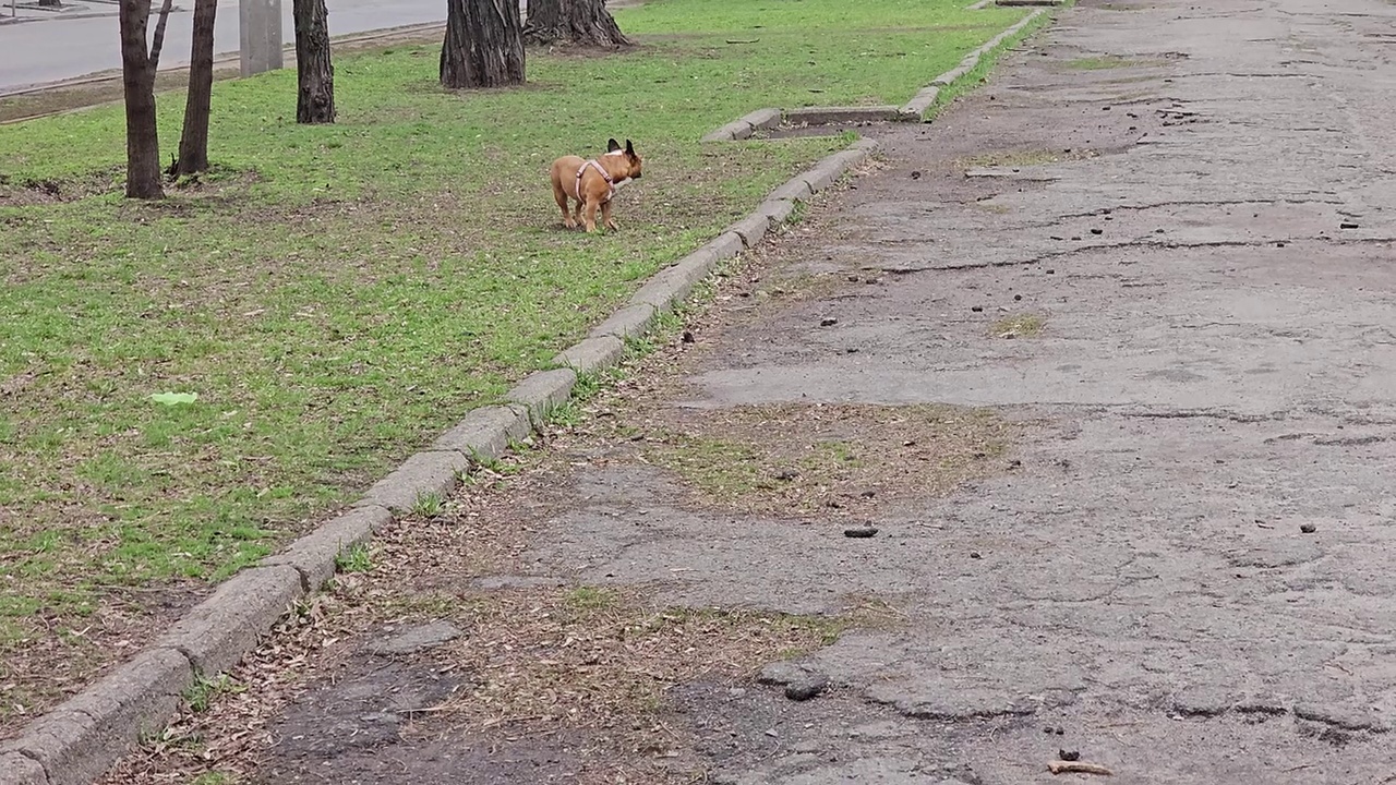 走在绿草地上的法国斗牛犬。动物的习惯。斗牛犬嗅着城市的气味。视频素材