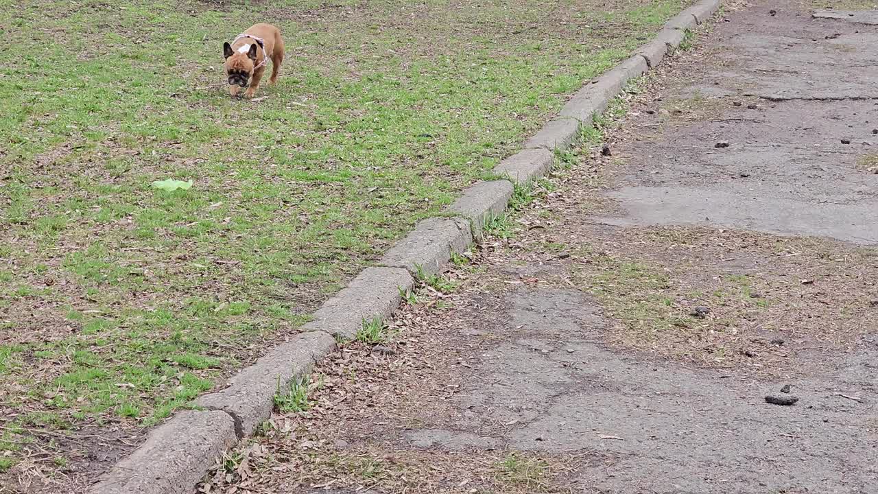 走在绿草地上的法国斗牛犬。动物的习惯。斗牛犬嗅着城市的气味。视频素材