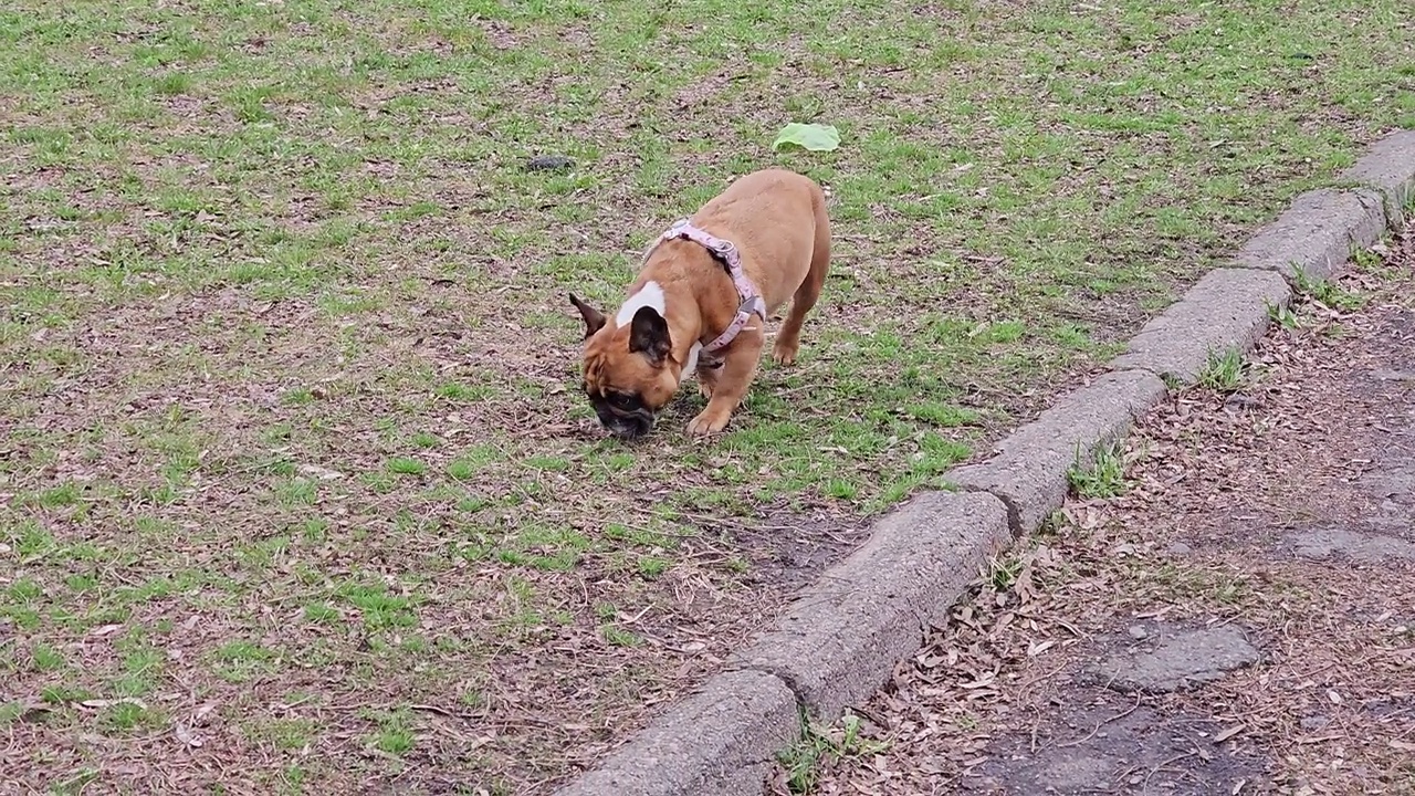 走在绿草地上的法国斗牛犬。动物的习惯。斗牛犬嗅着城市的气味。视频素材