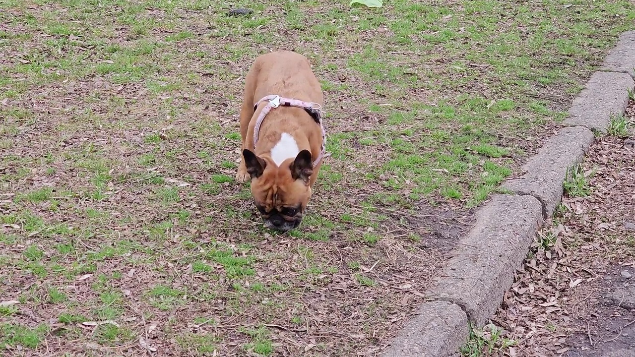 走在绿草地上的法国斗牛犬。动物的习惯。斗牛犬嗅着城市的气味。视频素材