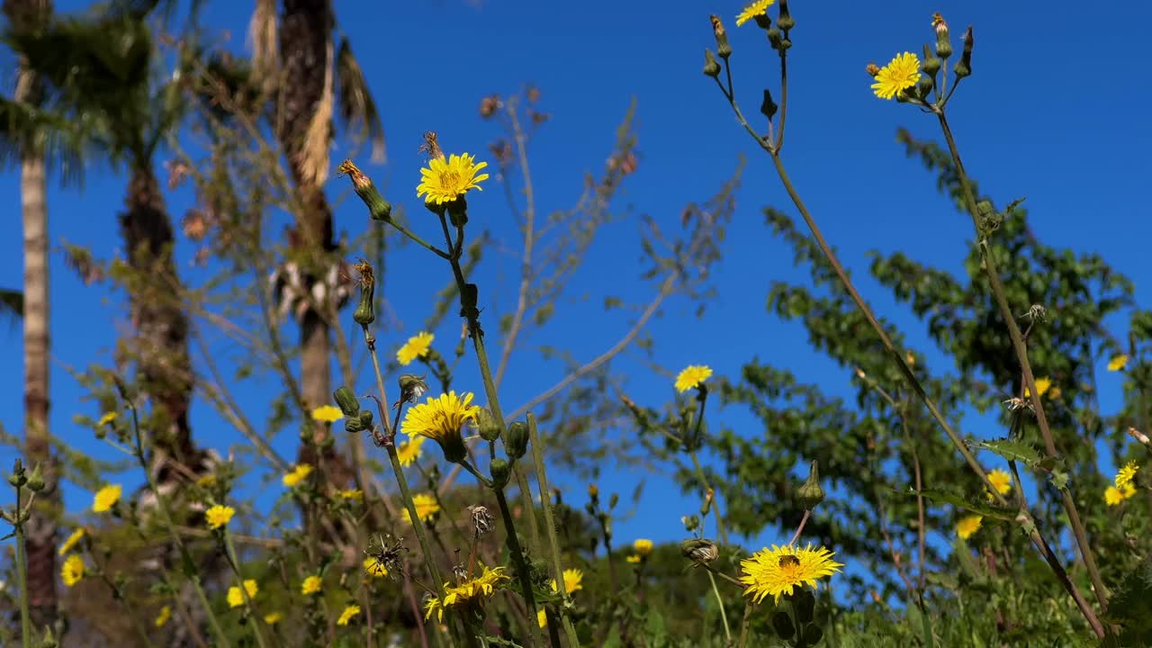 阳光明媚的日子里的花朵视频素材