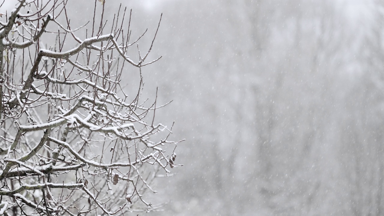 第一场雪的背景。飘着雪花的树枝。副本的空间。真正的冬天，天气寒冷，下雪。浪漫的仙境。魔幻山水，美丽圣诞。缓慢的运动。视频素材