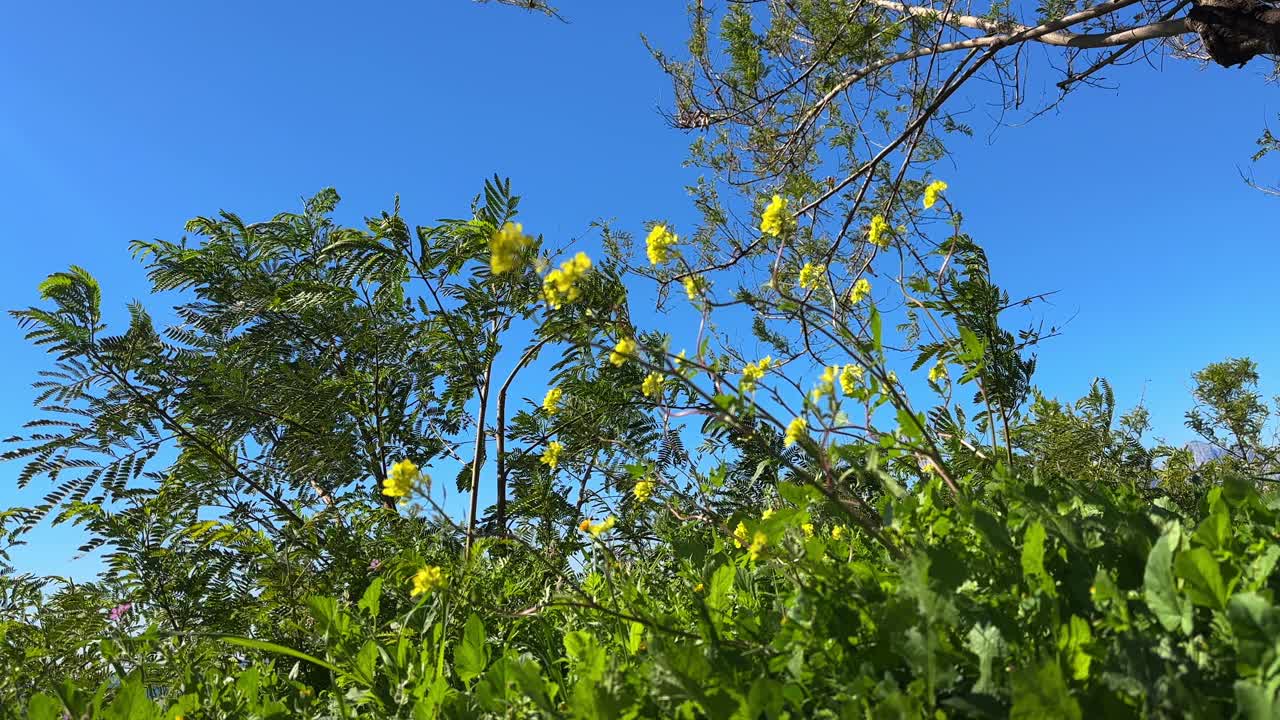 阳光明媚的日子里的花朵视频素材