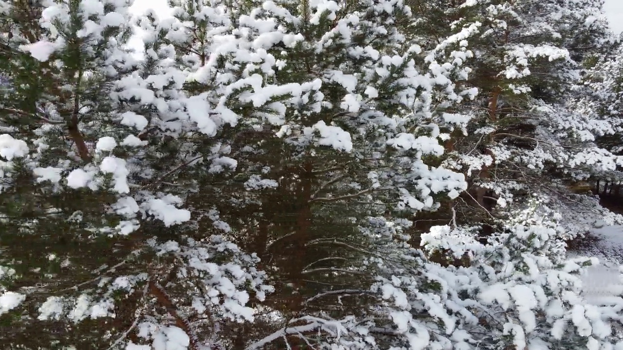 冬天，灰色多云的天空下，无人机在河边的雪树上拍摄的画面视频素材