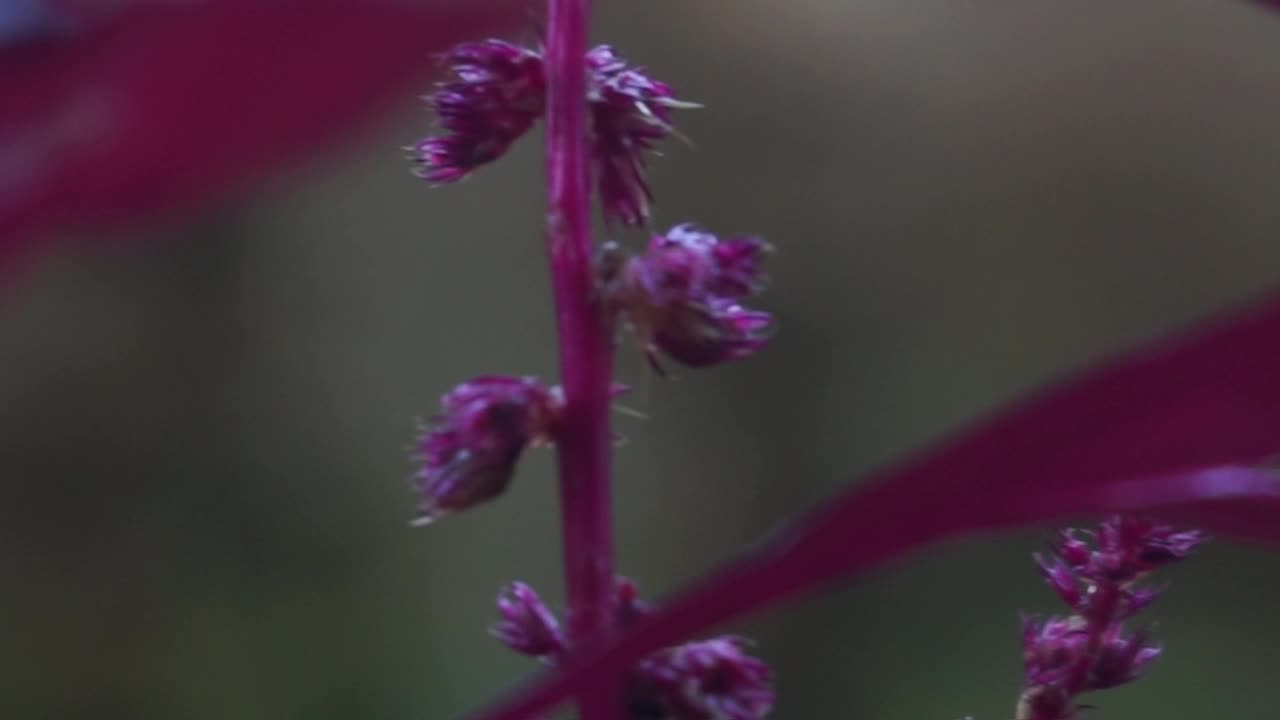 健康的生活理念，把植物种在房子周围的花盆里视频素材