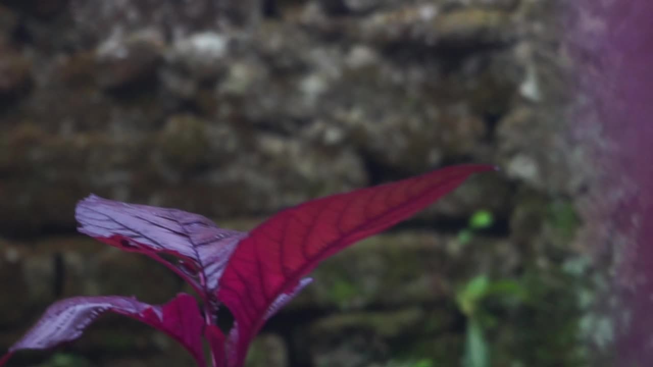 健康的生活理念，把植物种在房子周围的花盆里视频素材