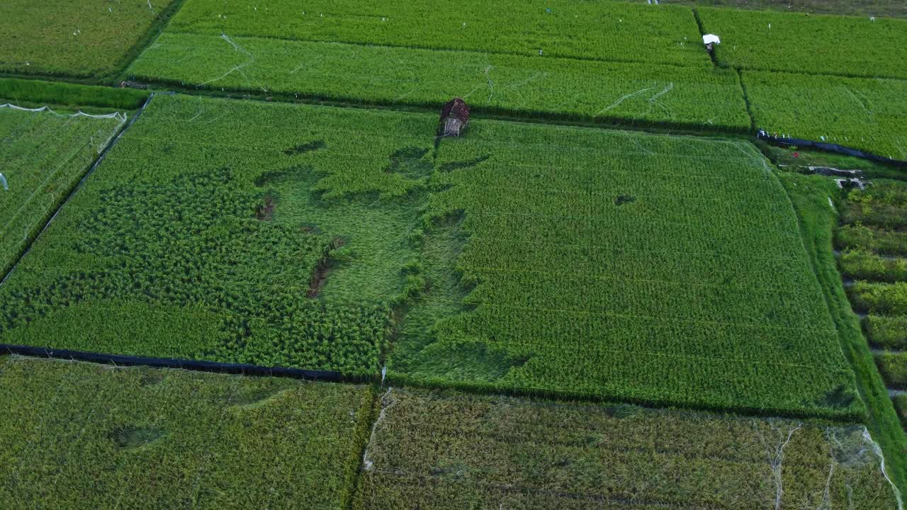 绿色的稻田视频素材