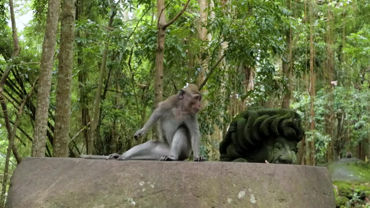 巴厘岛的猴子视频下载