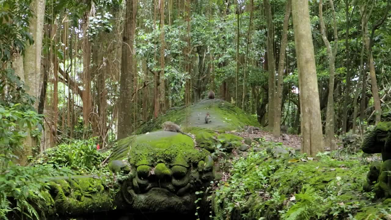 巴厘岛的猴子视频素材