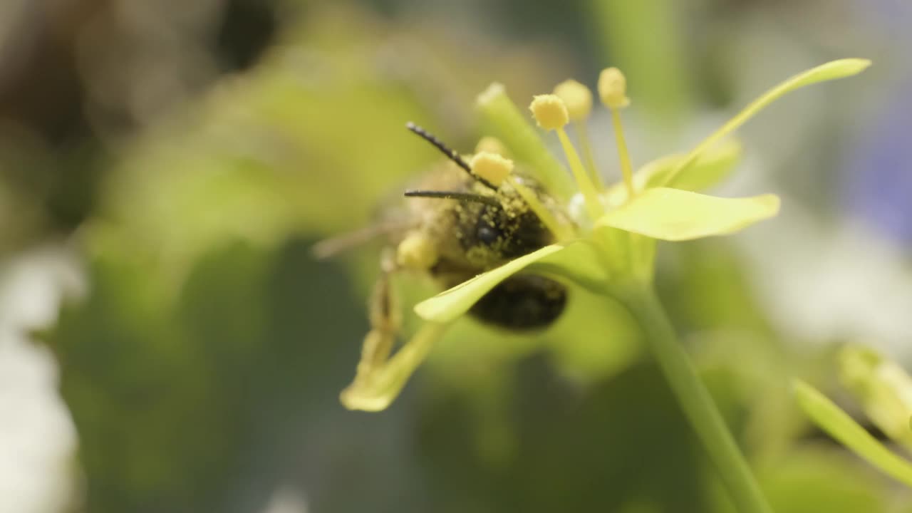 一只蜜蜂在黄花里视频素材