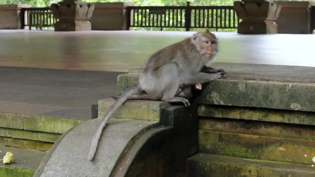 巴厘岛的猴子视频下载