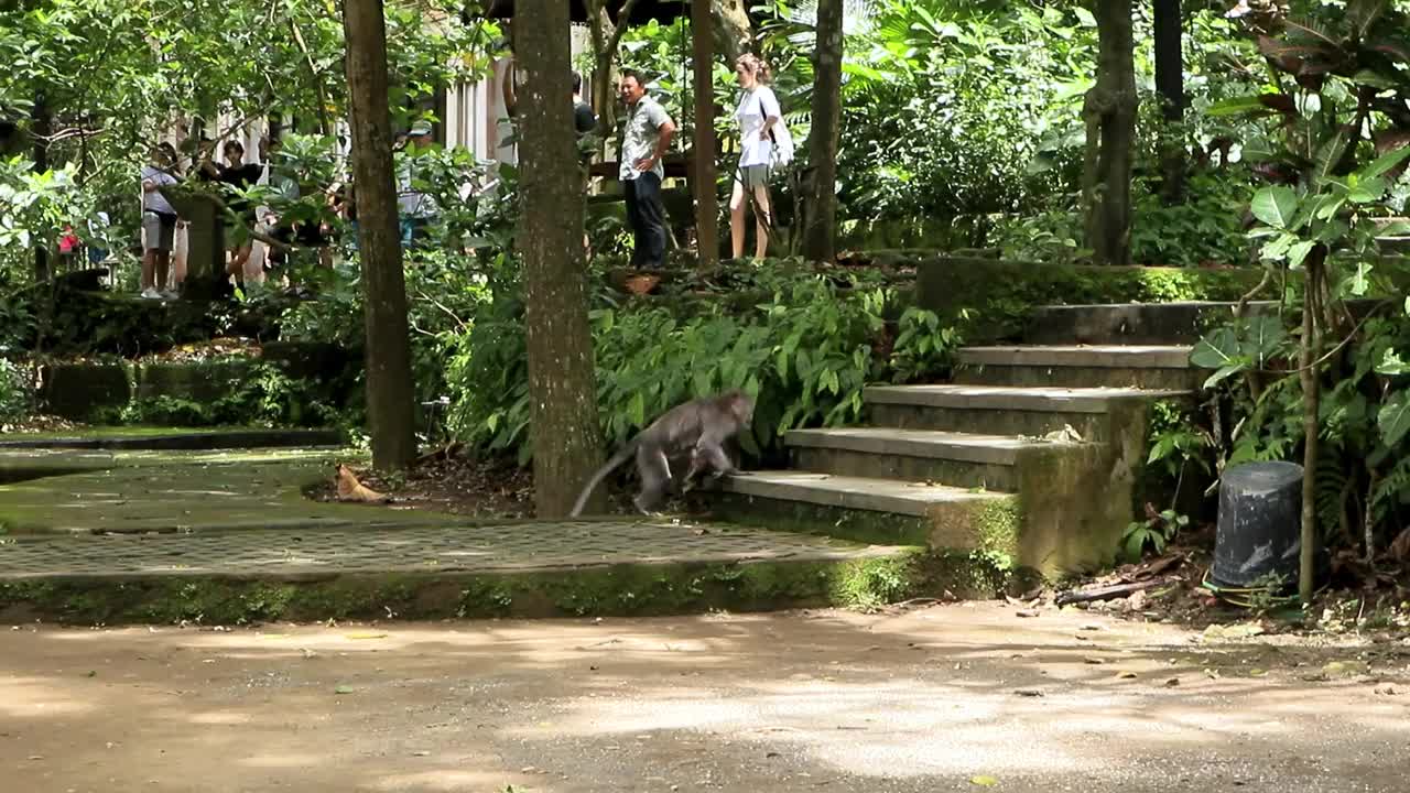 巴厘岛的猴子视频素材