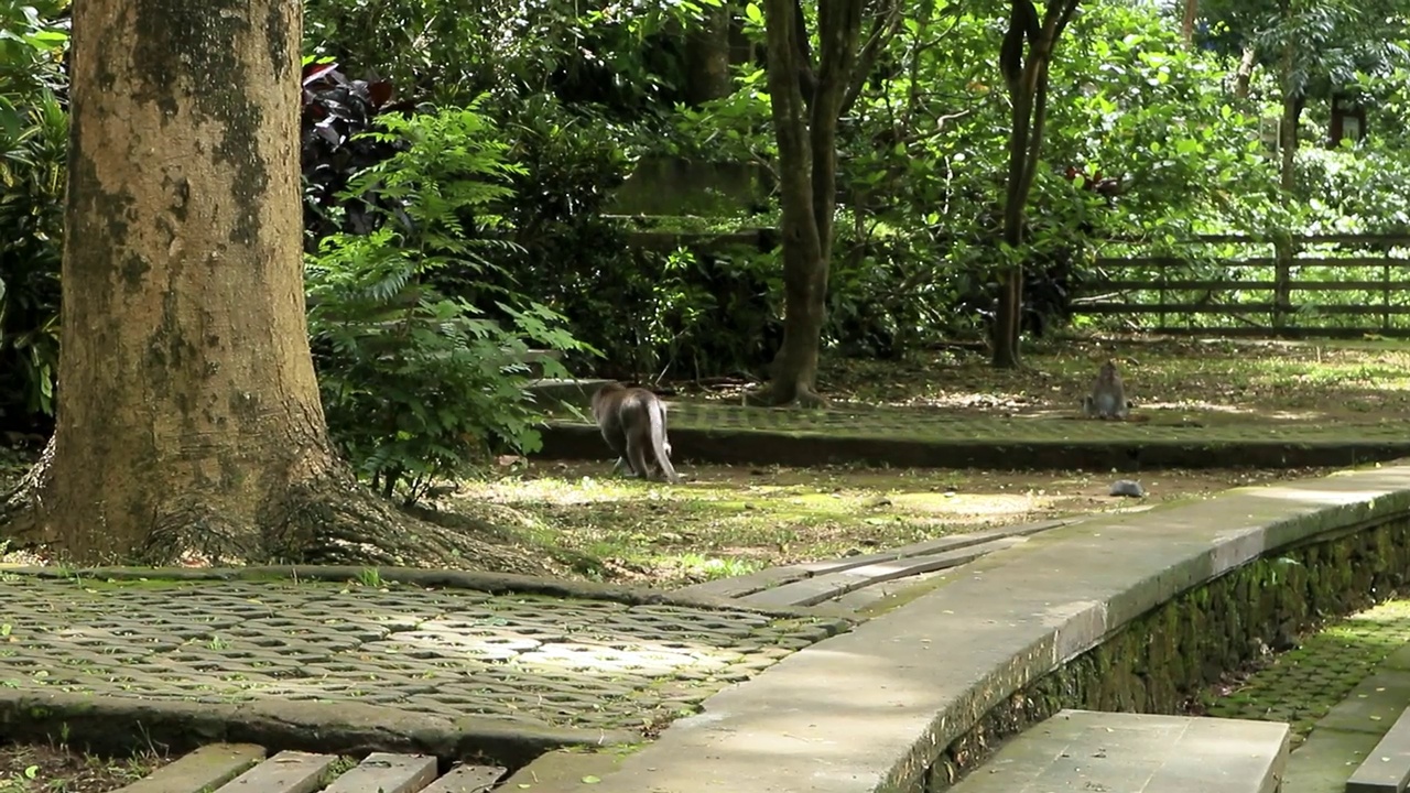 巴厘岛的猴子视频素材