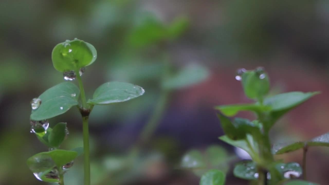 健康的生活理念，把植物种在房子周围的花盆里视频素材