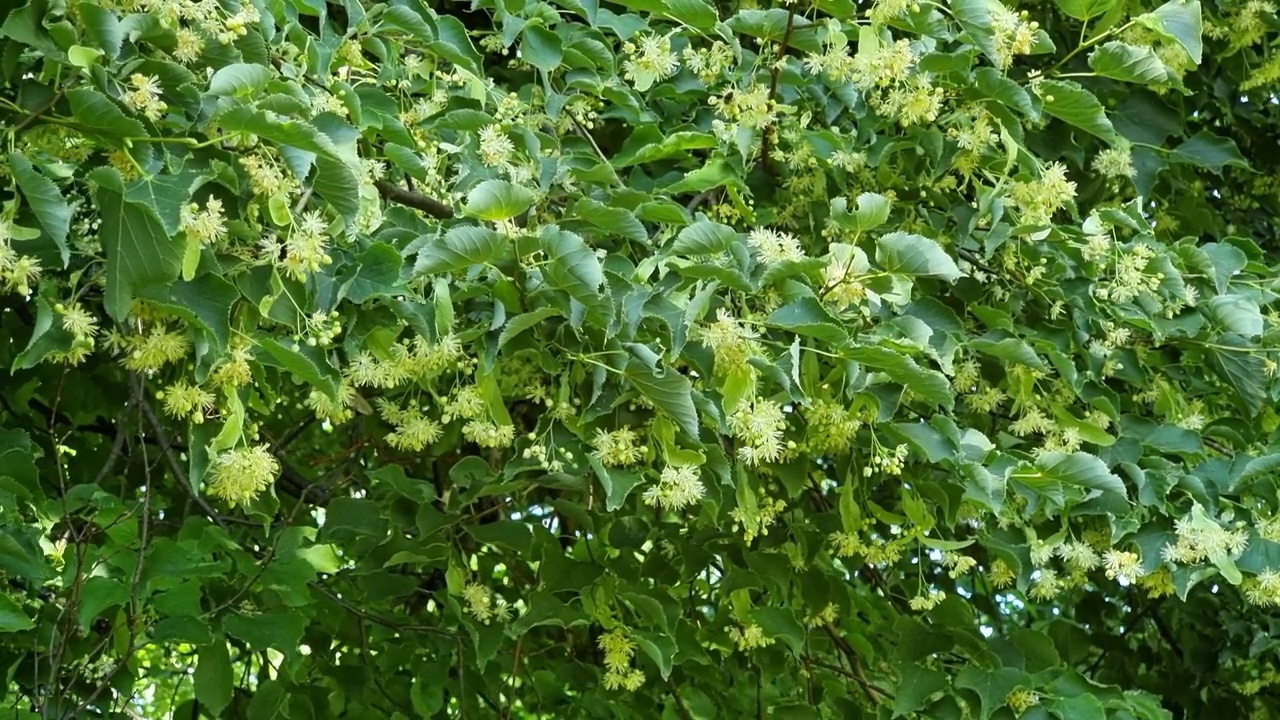 花园里开着菩提树花。夏天的菩提树花。视频素材