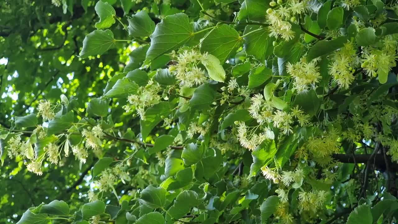 菩提树在夏天开花。菩提树在树上开花。视频素材