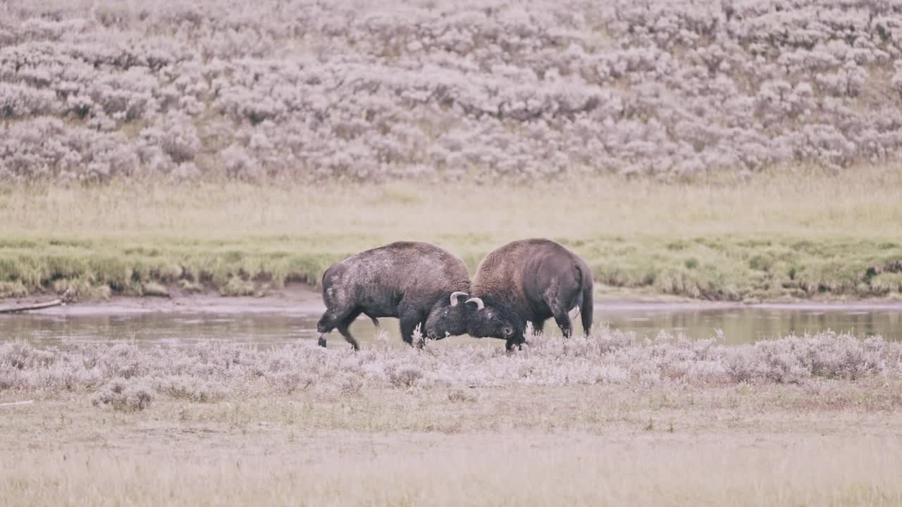 野牛公牛头屁股视频素材