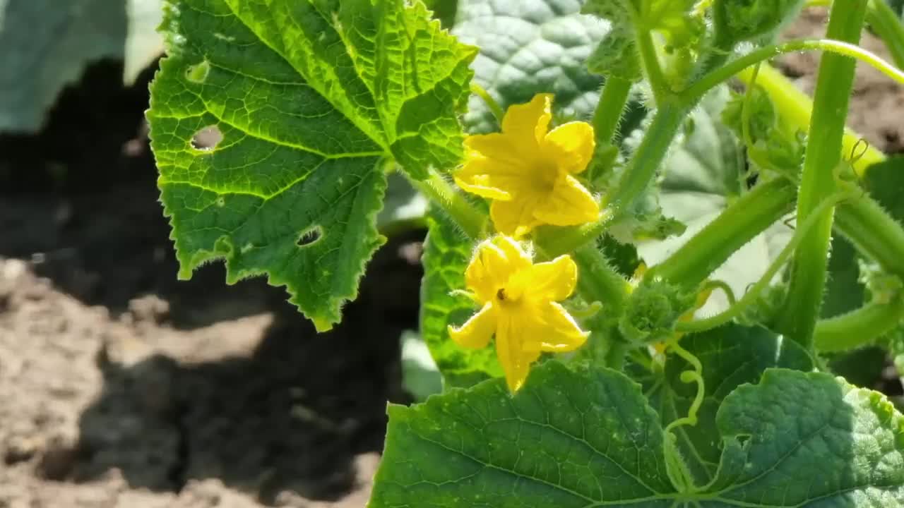 蔬菜园里长着黄花的黄瓜。视频素材