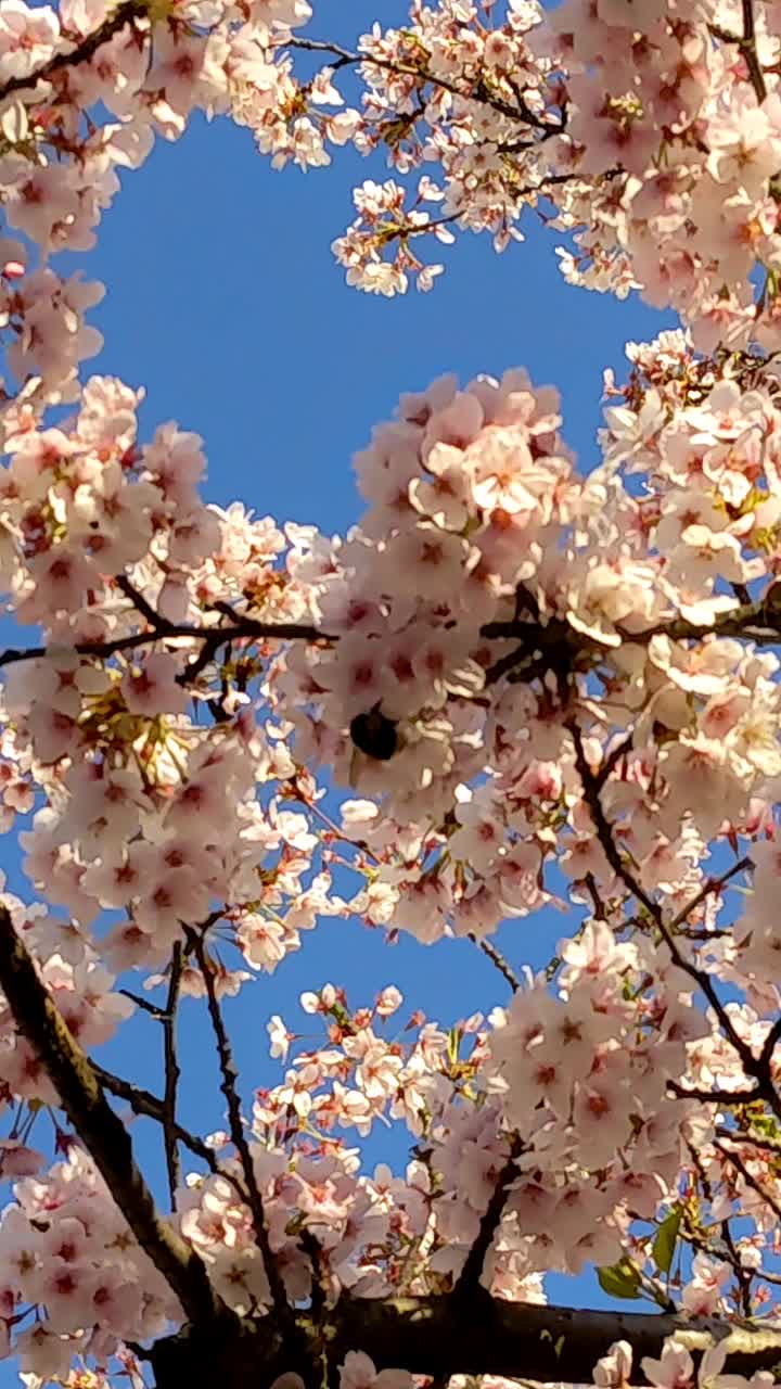 花卉背景在柔和的颜色视频素材