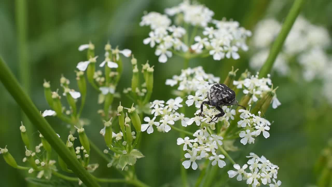 白斑玫瑰甲虫视频素材