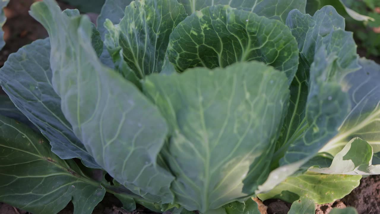 农夫地里的小白菜。在自己的地里种菜的。农业企业视频素材