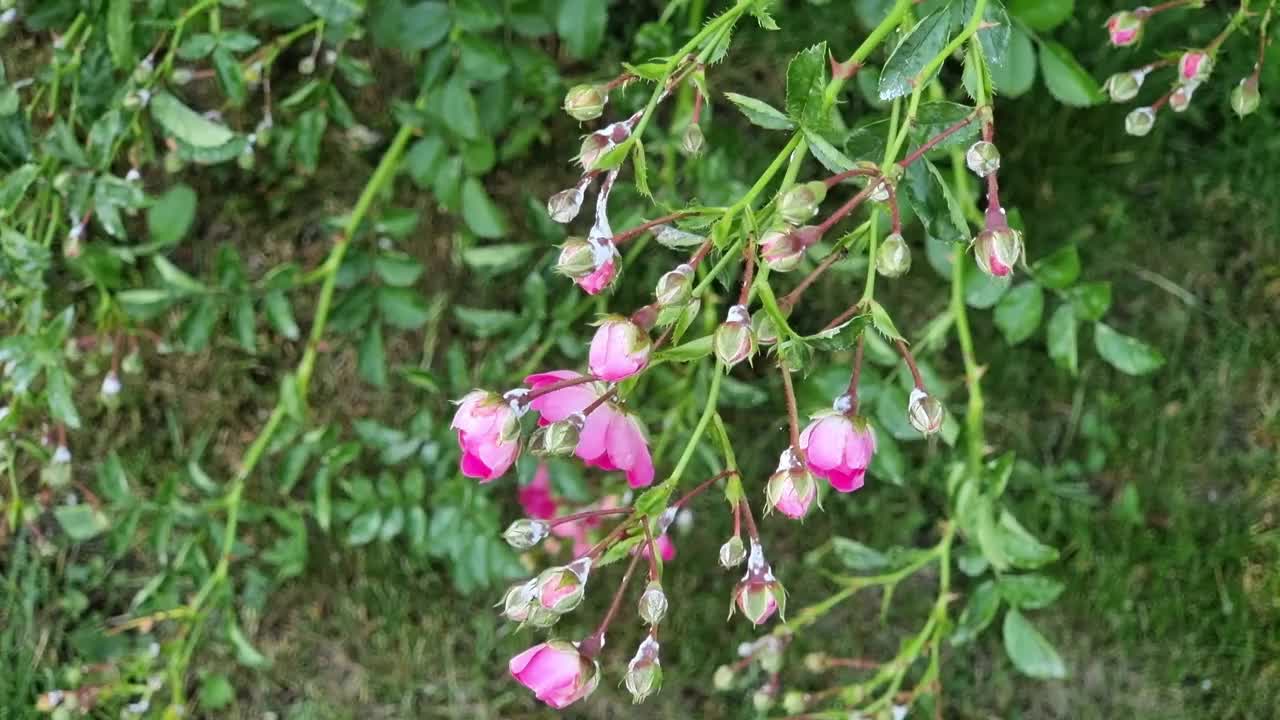 花瓣上有露珠的粉红玫瑰和绿色的叶子视频素材