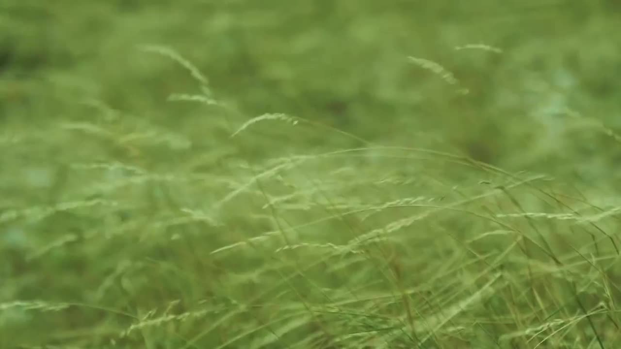 麦田库存视频视频素材