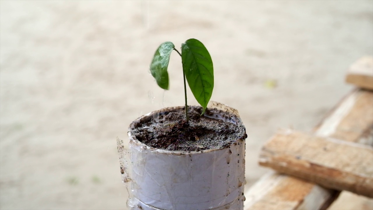 花盆里的小树苗视频素材