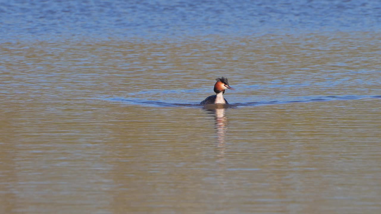 大凤头Grebe (Podiceps cristatus)，成对游泳视频素材