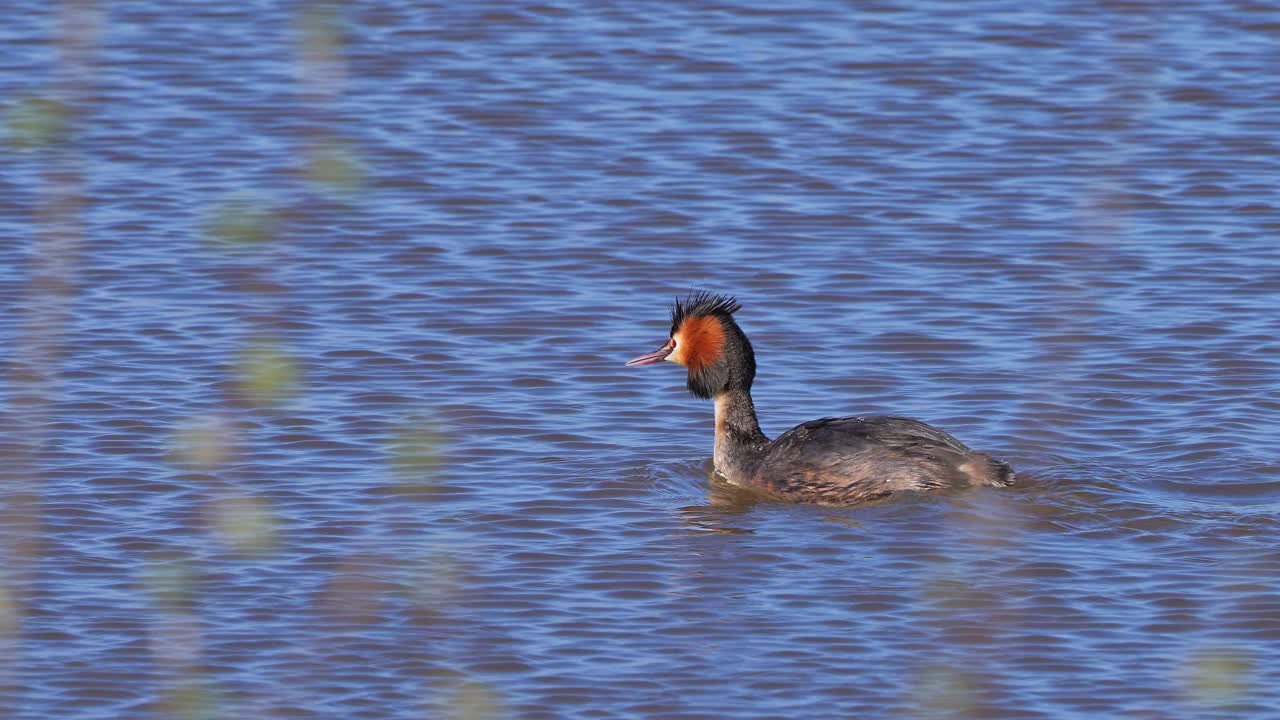 大冠Grebe (Podiceps cristatus)，游泳视频素材