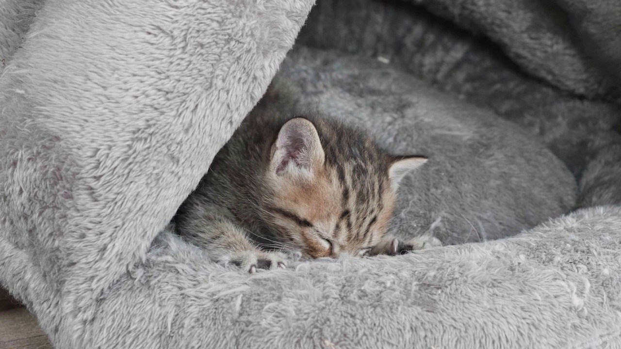 可爱的虎斑猫宝宝推着它的爪子试图在它舒适的窝里找到牛奶，可爱的小猫头上有M, 4k慢动作镜头，宠物生活方式概念。视频素材