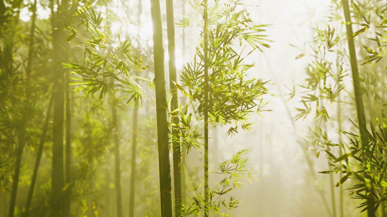 岚山的竹林视频素材