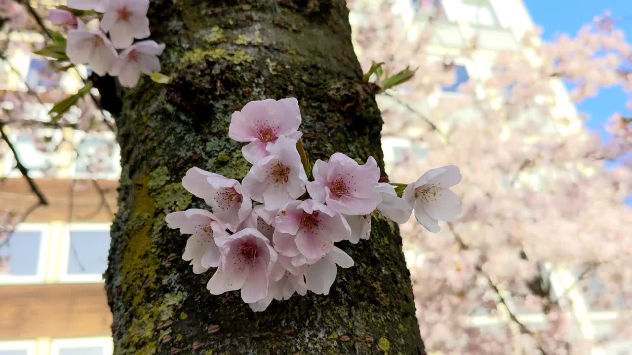 花卉背景在柔和的颜色视频素材