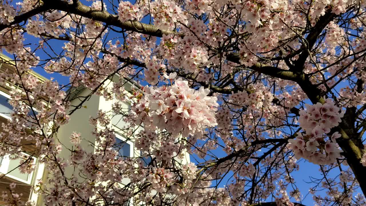 花卉背景在柔和的颜色视频素材