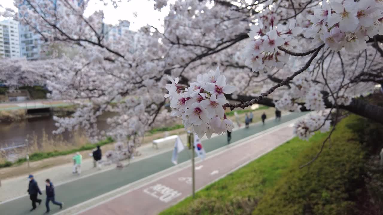 亚洲，韩国釜山，温天川市民公园的春天视频素材