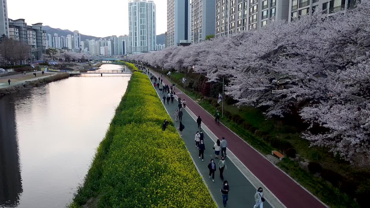 亚洲，韩国釜山，温天川市民公园的春天视频下载