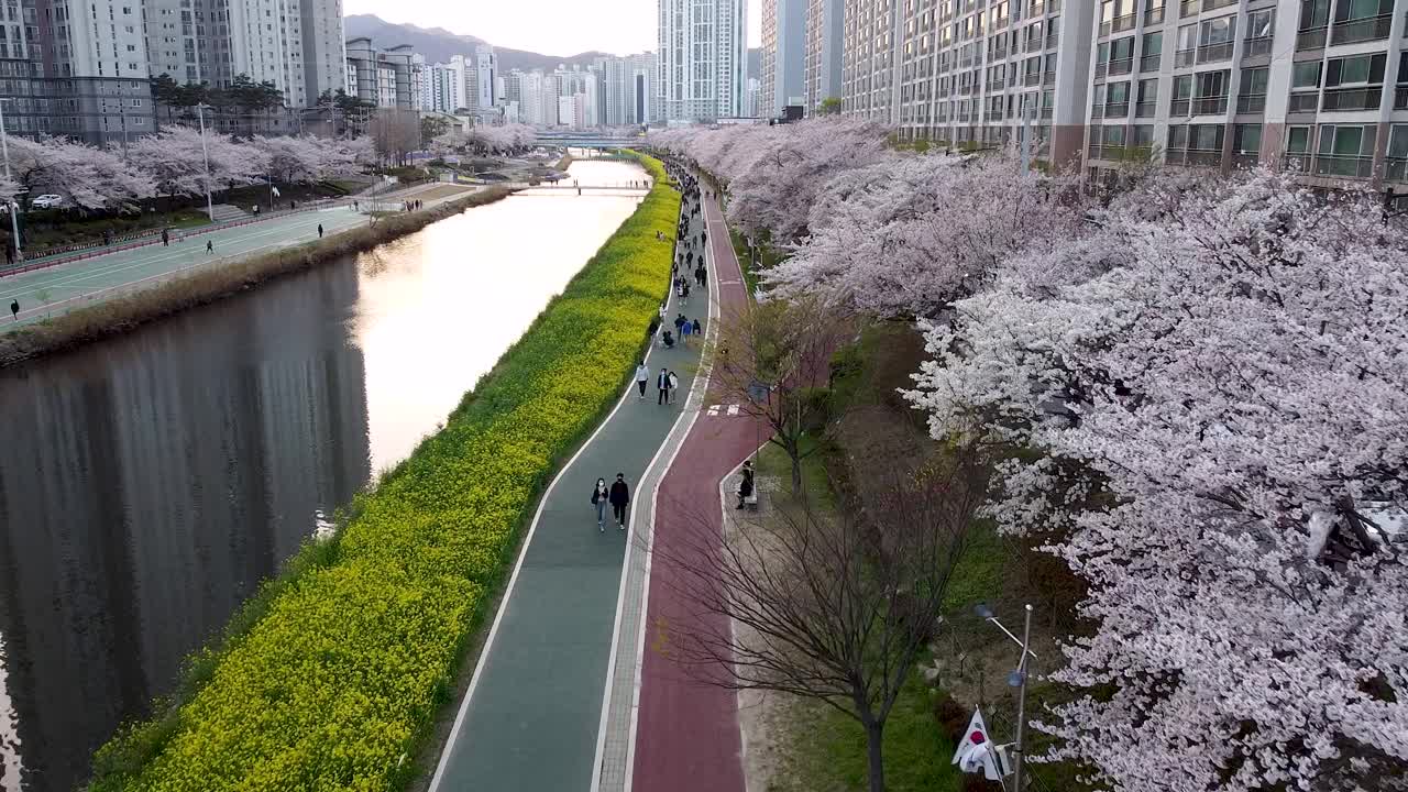 亚洲，韩国釜山，温天川市民公园的春天视频素材