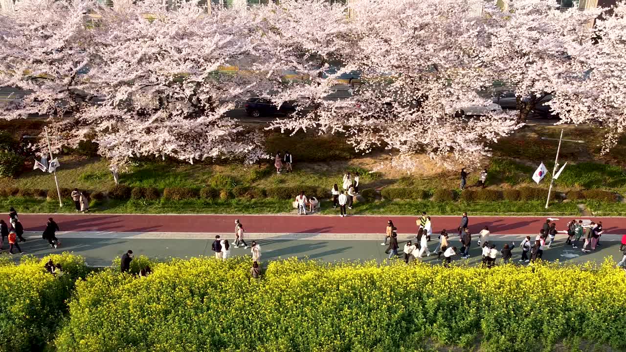 亚洲，韩国釜山，温天川市民公园的春天视频素材