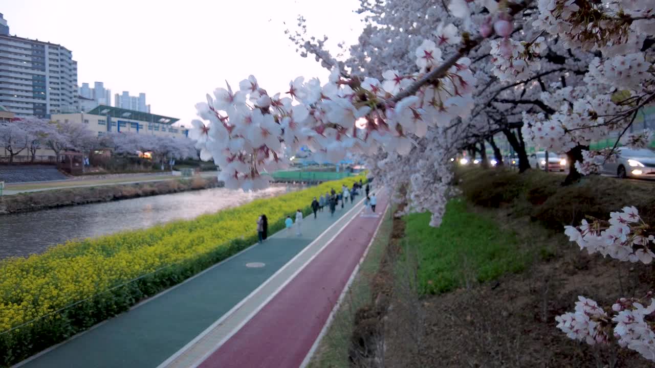 亚洲，韩国釜山，温天川市民公园的春天视频下载