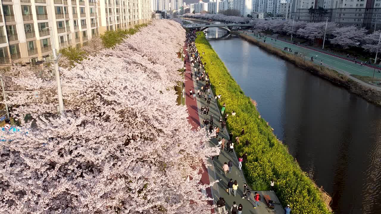 亚洲，韩国釜山，温天川市民公园的春天视频下载