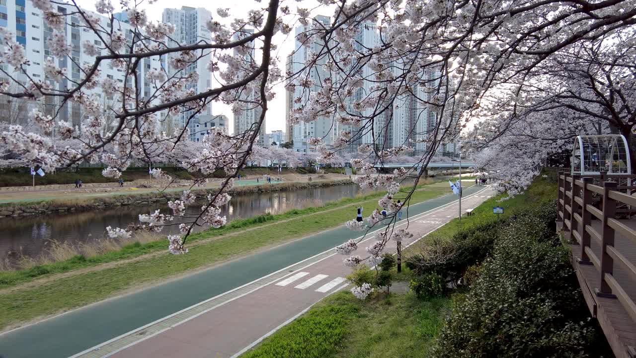 亚洲，韩国釜山，温天川市民公园的春天视频素材