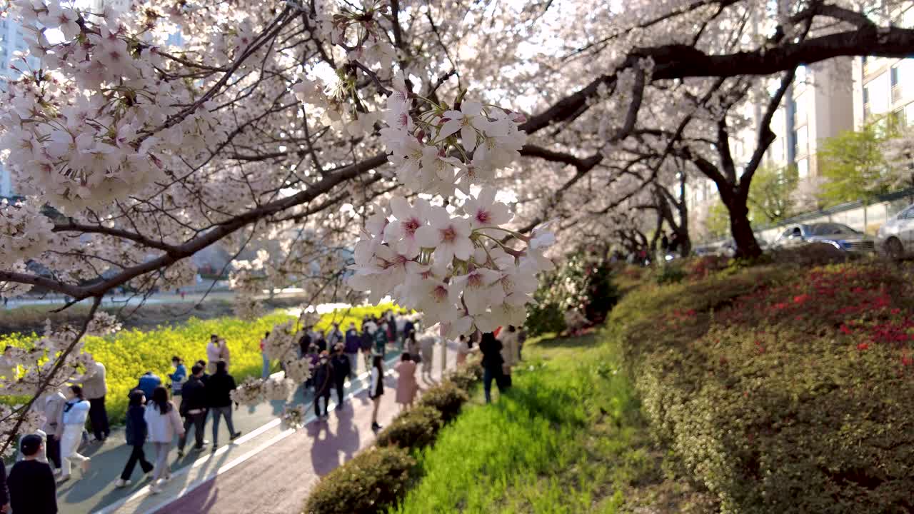 亚洲，韩国釜山，温天川市民公园的春天视频素材