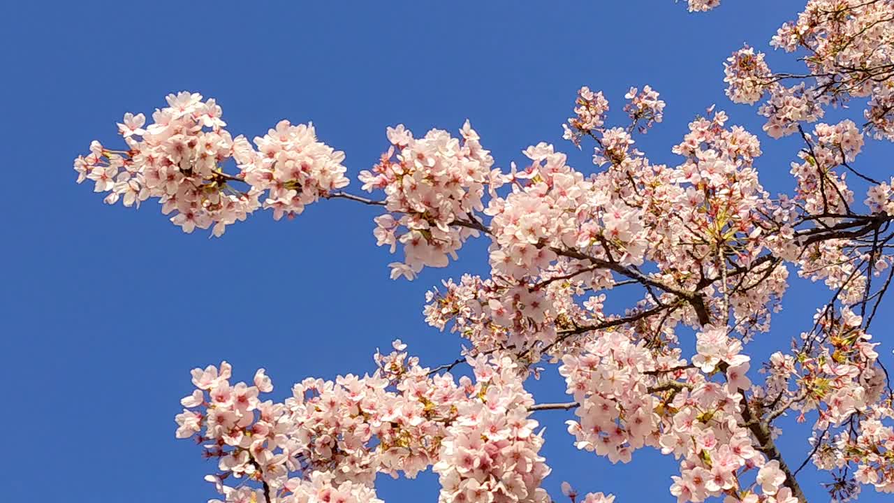 花卉背景在柔和的颜色视频素材